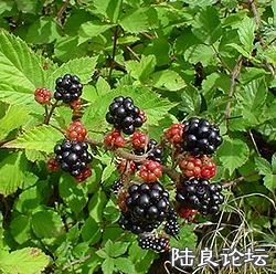 250px-Blackberries_on_bush.jpg